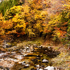 紅葉⑤荘川魚帰橋