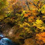 紅葉⑧荘川まとば橋