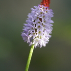 高山植物5（プリムラビアリー）