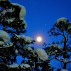 The pine of a moonlight night 