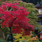 独木の秋