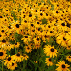 Die sich nach Sonne richtenden Blumen