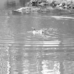 水浴び・・・｢陰陽｣