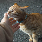 近所のねこちゃんと
