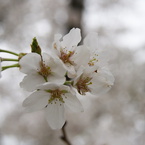 桜ズーム