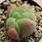 Haworthia cooperi × dielsiana