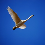 越辺川の白鳥3