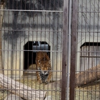 Nagoya ZOO #6