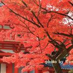 今宮神社の秋