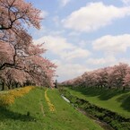 船岡の桜
