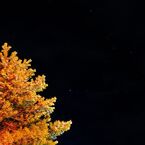 When You Wish upon a Star