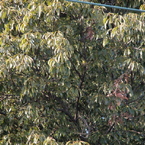木