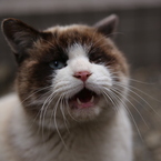 のら猫～政宗