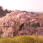 三春滝桜。