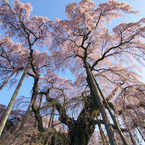 滝桜を見上げて。