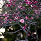 梅の花