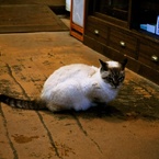 【旅】［伊豆］お土産屋さんにいた猫