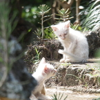 のらねこ