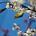 3月6日