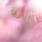 PINK TYPHOON