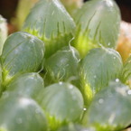 Haworthia pilifera?