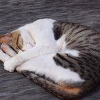 のらねこ６－お行儀良く