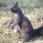 squirrel ?