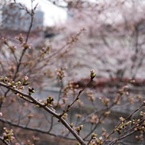 桜。つぼみ(´･ω･`)