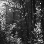 Das in den Wald scheinende Licht