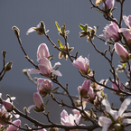 こぶし（？）の花