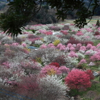 春の絶景！「梅の花園」