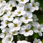 真っ白な花