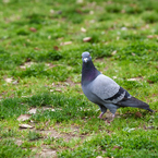 鳩ぽっぽ