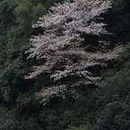 満開