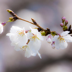 上飯田｜桜