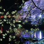 千鳥ヶ淵　夜桜　ボート