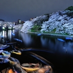 千鳥ヶ淵　夜桜　ボート