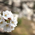 三ッ池公園