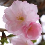 八重桜　