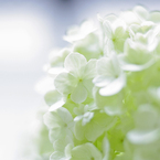 Flower４