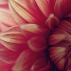 Flower５