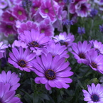 春の花’１３＾ー６
