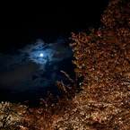 二条城の夜桜2011