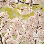 桜色と若葉色