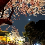 春爛漫♪ in TOKYO VI　月のまつにおぼろ月