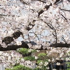 桜-07
