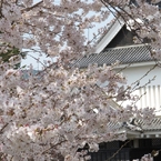 桜-08