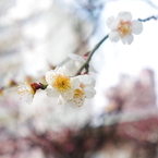 吉祥寺の春の訪れ