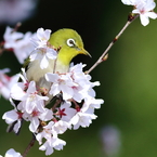 Ｃｈｅｒｒｙ Ｓｍｉｌｅ！