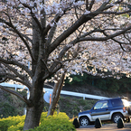 夕刻の桜